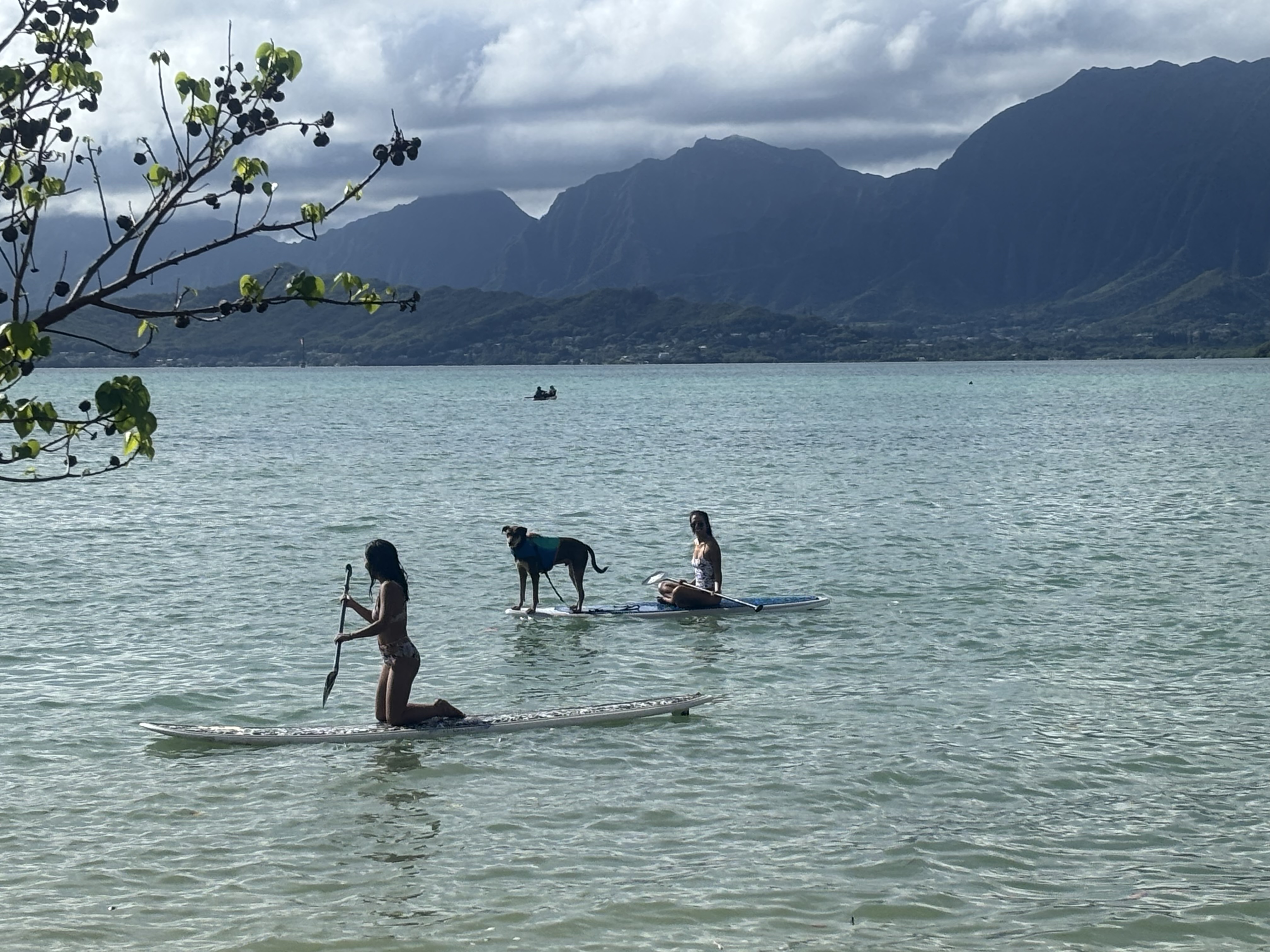 Me paddling with Timber and Ally at Kuoloa Beach Park.